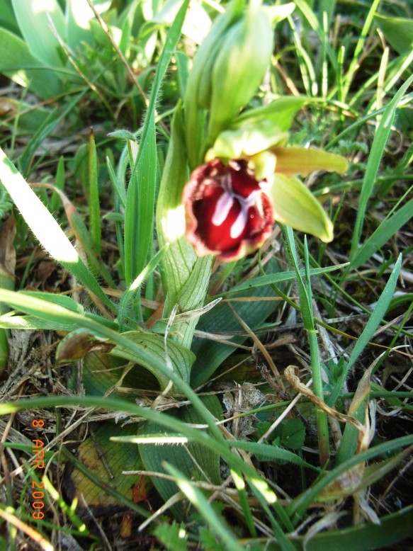 Ophrys del Gargano da ID